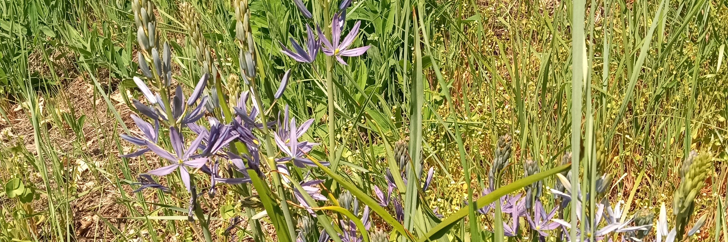 Camas wildflowers