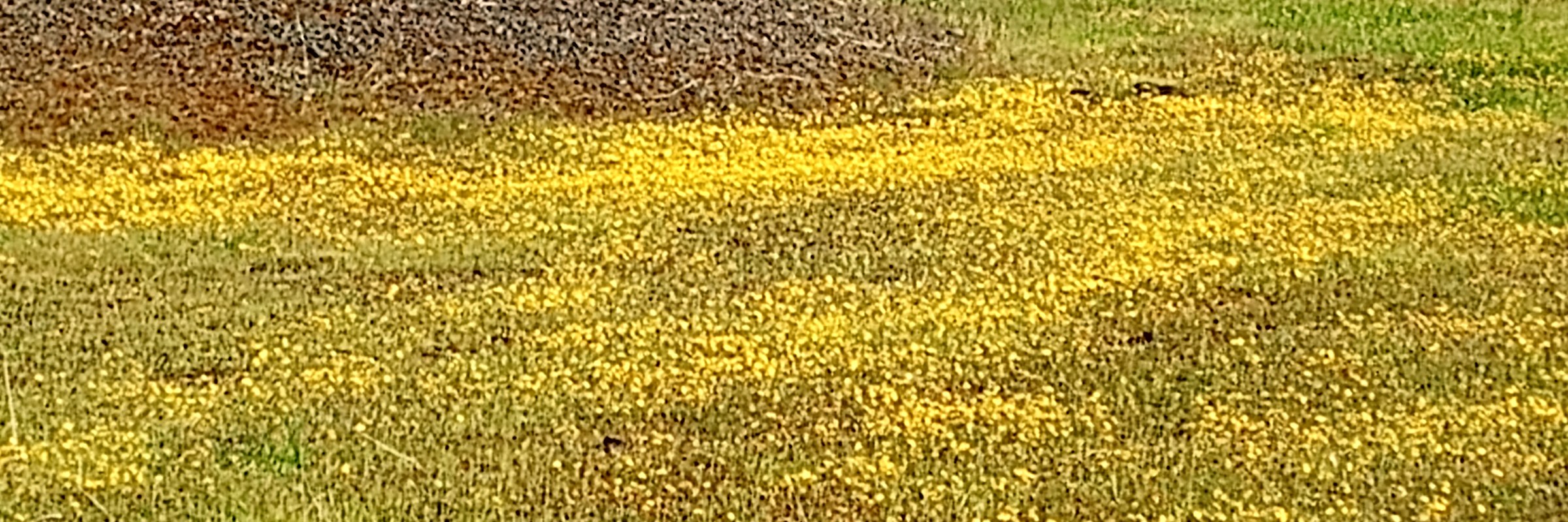 Wildflower meadow
